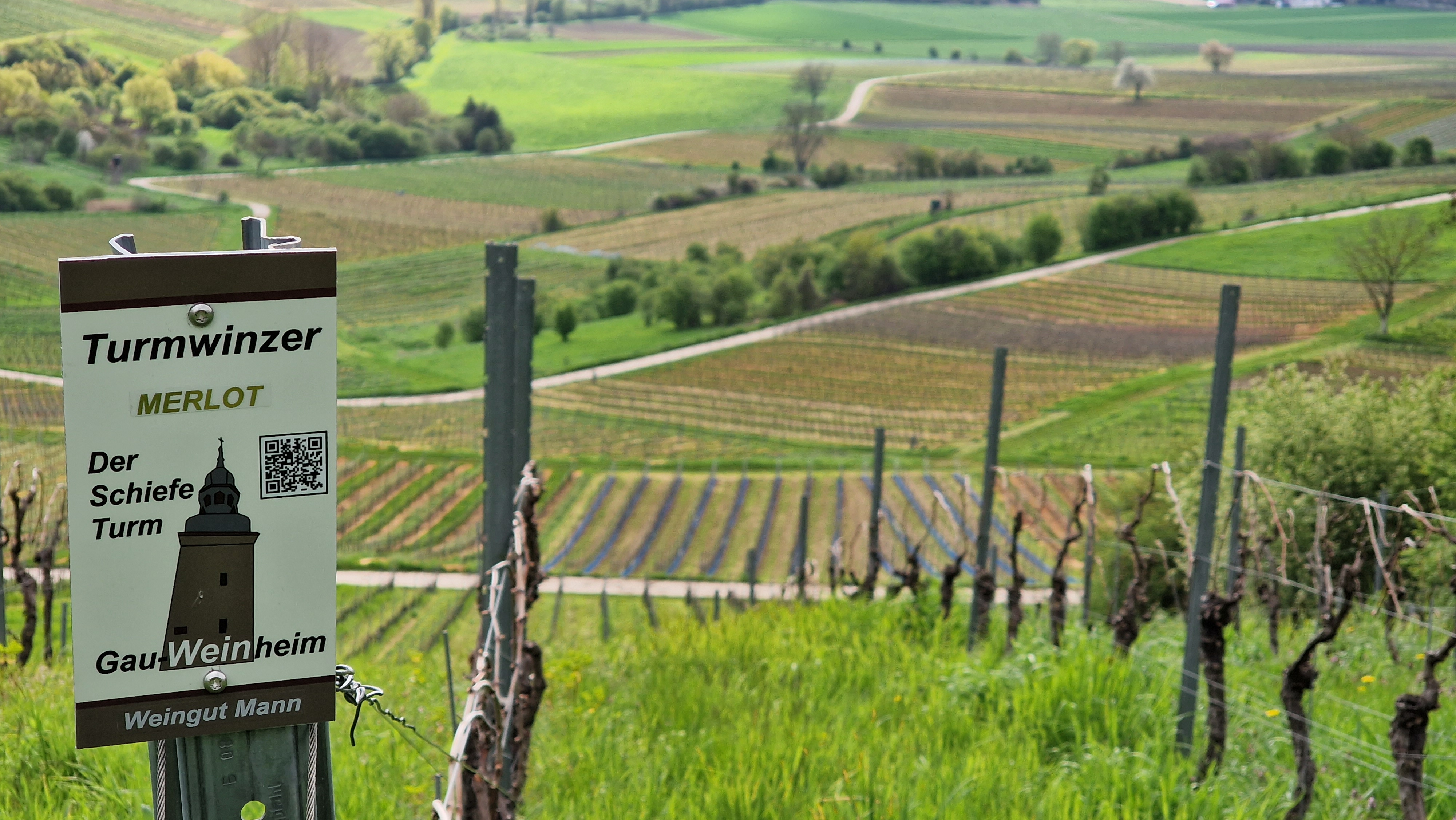 Turmwinzer Weg Weingut Mann Merlot